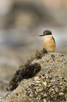 New Zealand kingfisher