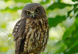 Owls