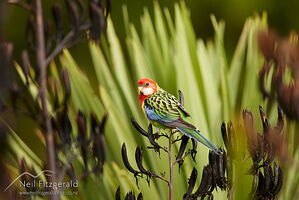 Eastern rosella