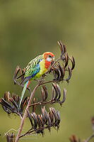 Eastern rosella