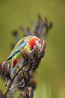 Eastern rosella