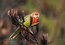 Eastern rosella
