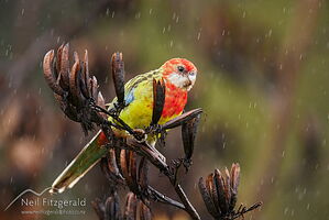 Eastern rosella