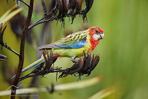 Eastern rosella