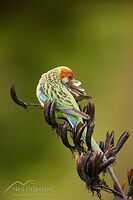 Eastern rosella