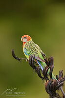 Eastern rosella
