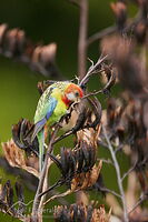 Eastern rosella