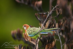 Eastern rosella