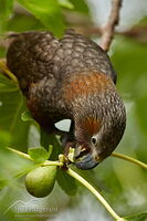 North Island kaka