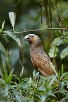 Kākā