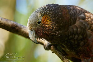 North Island kākā