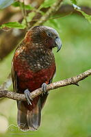 North Island kākā
