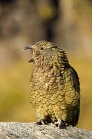 Kea