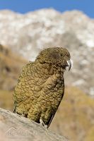Kea