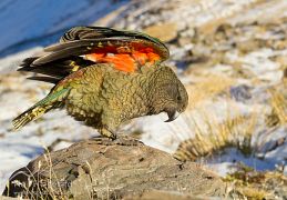 Kea