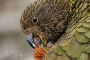 Kea
