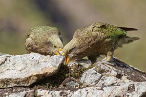 Immature kea