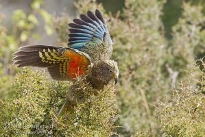 Kea feeding