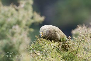 Kea feeding