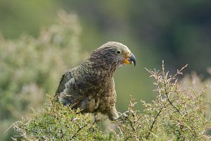 Kea feeding