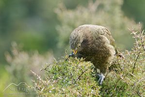 Kea feeding