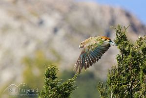 Kea