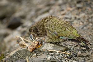 Kea