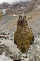 Kea