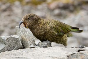 Kea