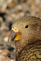 Kea