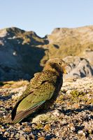 Kea