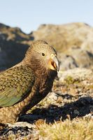 Kea