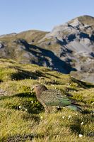 Kea