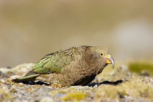 Kea