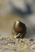 Kea