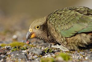 Kea