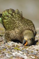 Kea