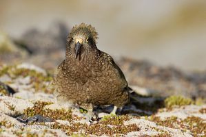 Kea