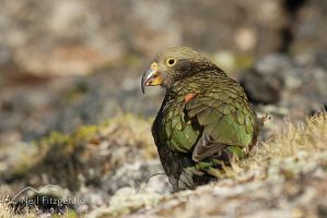 Kea
