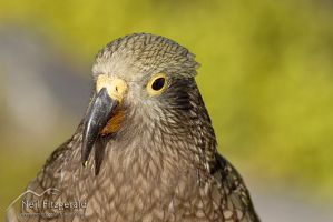 Kea