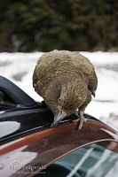 Kea on car