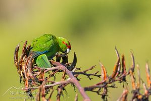 Red-crowned parakeet