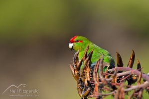 Red-crowned parakeet