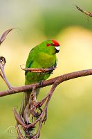 Red-crowned parakeet