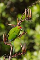 Red-crowned parakeet