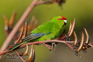 Red-crowned parakeet