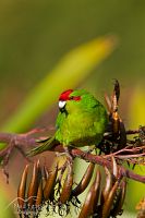 Red-crowned parakeet