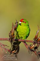 Red-crowned parakeet