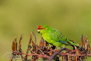 Red-crowned parakeet
