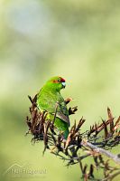 Red-crowned parakeet